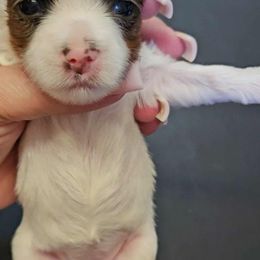 Chocolate and Tan Parti - Chocolate, tan and white female Yorkshire Terrier puppy in Augusta, Georgia from Melissa's Paw Impressions