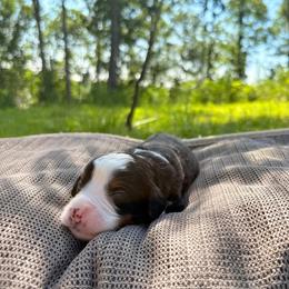 Boy 3 - male Bernedoodle puppy in Travelers Rest, South Carolina from Bernedoodle.do