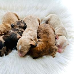 Poodle and Whoodle Puppies from Genesis Family Farm