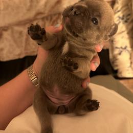 French Bulldog Puppies from Copa Frenchies