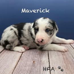 Maverick - Blue merle male Border Collie puppy in Fairview, Tennessee from Hoffman Forest Acres LLC