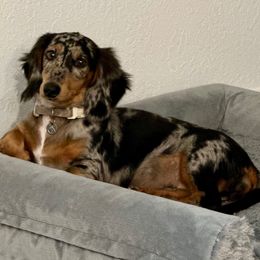 Pepper - Dachshund