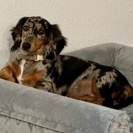 Pepper - Dachshund