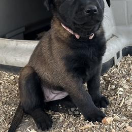 Pink - Fawn sable female Belgian Malinois puppy in Ellerbe, North Carolina from Grand Prix Kennel