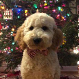 Goldendoodle and Labradoodle Puppies from Oopsie Doodles of NC