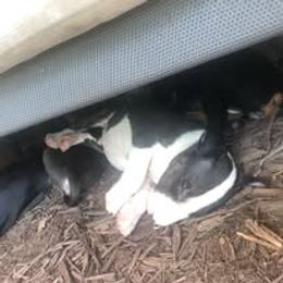 French Bulldog and Miniature Bull Terrier Puppies from Dogs of Dyhar