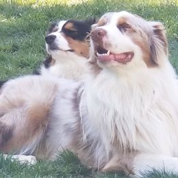 Australian Shepherd Puppies from Middle Fork Australian Shepherds