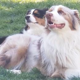 Australian Shepherd Puppies from Middle Fork Australian Shepherds