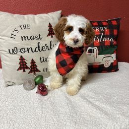 Gem - Parti female Goldendoodle puppy in Pendleton, Oregon from Blushing Doodles