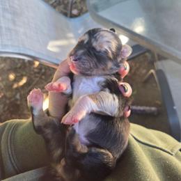 Blair - Blue merle female Australian Shepherd puppy in Salem, Oregon from Steady Aim Aussies