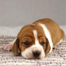 Sadie - Brown and white female Basset Hound puppy in Idaho from Welcome Home Bassets