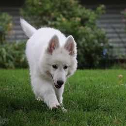 Berger Blanc Suisse Puppies from Nasha Comanda White Swiss Shepherds