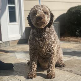 Aurora - Lagotto Romagnolo