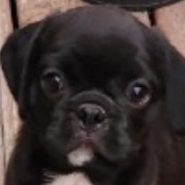 Pugs from Pugs