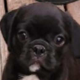 Pugs from Pugs