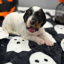 Waffles - Blue belton and tan (tri-color) male English Setter puppy in Rogers, Ohio from StoneyBrook Setters