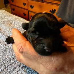 Girl 2 - Black female Scottish Terrier puppy in Asheboro, North Carolina from Gail's Scottish Terriers