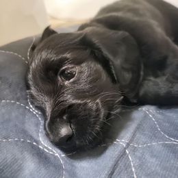 Blue - Black male Dachshund puppy in Casa Grande, Arizona from Harris Hugs and Wiener Wiggles