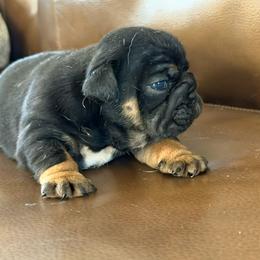 Licorice - Black tri-color female Bulldog puppy in Zionsville, Indiana from Midwest Bulldogs