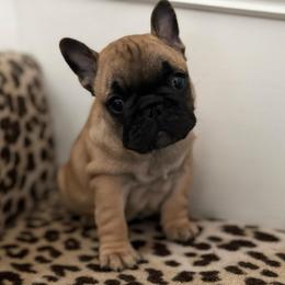 Zuri - Fawn female French Bulldog puppy in Arkadelphia, Arkansas from Fralala Frenchies