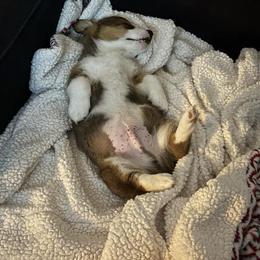 Pembroke Welsh Corgi Puppies from McGovern Family Corgis
