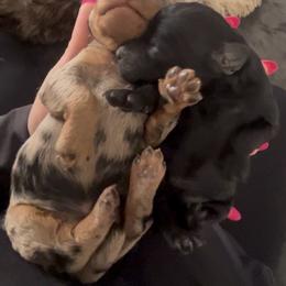 Aussiedoodle, Companion Cross, Poodle, and Yorkipoo Puppies from Teakwoodpoodleofsocal