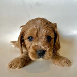 Padme - Brown female Cavapoo puppy in Vineyard, Utah from Pitter Patter Puppies