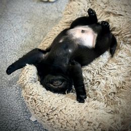 Pug Puppies from Triptych Kennels
