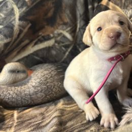 Hot Pink - Yellow female Labrador Retriever puppy in Moore, Oklahoma from Okiehuntinboyz Labrador Retrievers