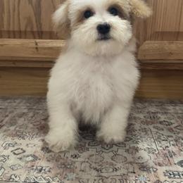 Toby - Parti male Maltipoo puppy in Berea, Kentucky from Blair’s Furry Friends