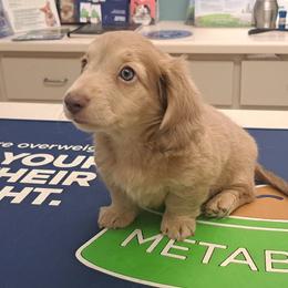 4300.. Isabella based cream - Cream female Dachshund puppy in Winter Haven, Florida from Gateway 2 Little Paws