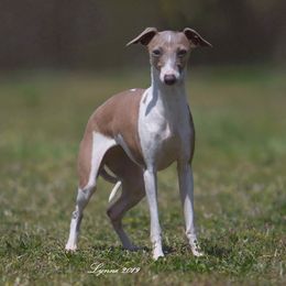 Italian Greyhound All Grown Up from Uwharrie