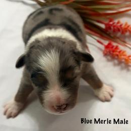 Haggard - Blue merle male Miniature Australian Shepherd puppy in Florence, Arizona from Triangle H Ranch Aussies