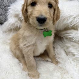 Sullivan - Apricot male Goldendoodle puppy in Boise, Idaho from Goldendoodle Baby