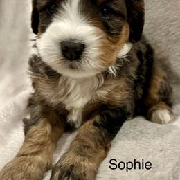 Sophie - Merle female Bernedoodle puppy in Sandy, Oregon from MC Doodles