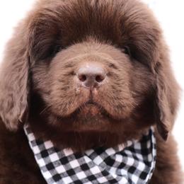 Energizer bunny (Black collar) - Brown male Newfoundland puppy in Kimball Twp, Michigan from Pine River Newfoundlands