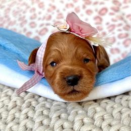 Miss Marry and Bright Lacey - Red  female Goldendoodle puppy in Spanish Fork, Utah from Maplesierradoodles