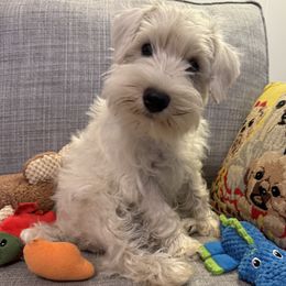 Girl 1 - female Miniature Schnauzer puppy in Hamden, Connecticut from Sweet and Spicy Miniature Schnauzers