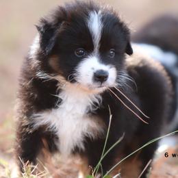 Justin - Black tri male Miniature American Shepherd puppy in Mineola, Texas from Southern Star Miniature American Shepherds