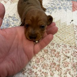Dachshund Puppies from Mighty little dachshunds