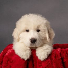 Boy 1 - White Great Pyrenees puppy in Spokane, Washington from Arnault Great Pyrenees