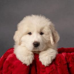 Boy 1 - White Great Pyrenees puppy in Spokane, Washington from Arnault Great Pyrenees