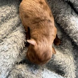 Chihuahua Puppies from Hawk's Eye Homestead