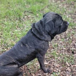 Cane Corso from J bar C Kennels