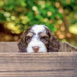 Cockapoo Puppies from Magnolia Hill Doodles