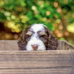 Cockapoo Puppies from Magnolia Hill Doodles