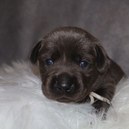 White collar - Charcoal female Dilute Retriever puppy in Suffolk County, New York from South Shore Labradors