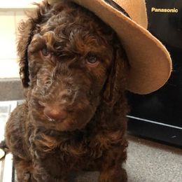 Poodle Puppies from Ashton’s Standards