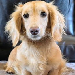 LADY ANNA - Cream female Dachshund puppy in Moscow, Idaho from Bailiwick of Gurnsey