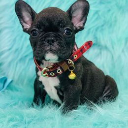 French Bulldog and Pug Puppies from Puddles Palace